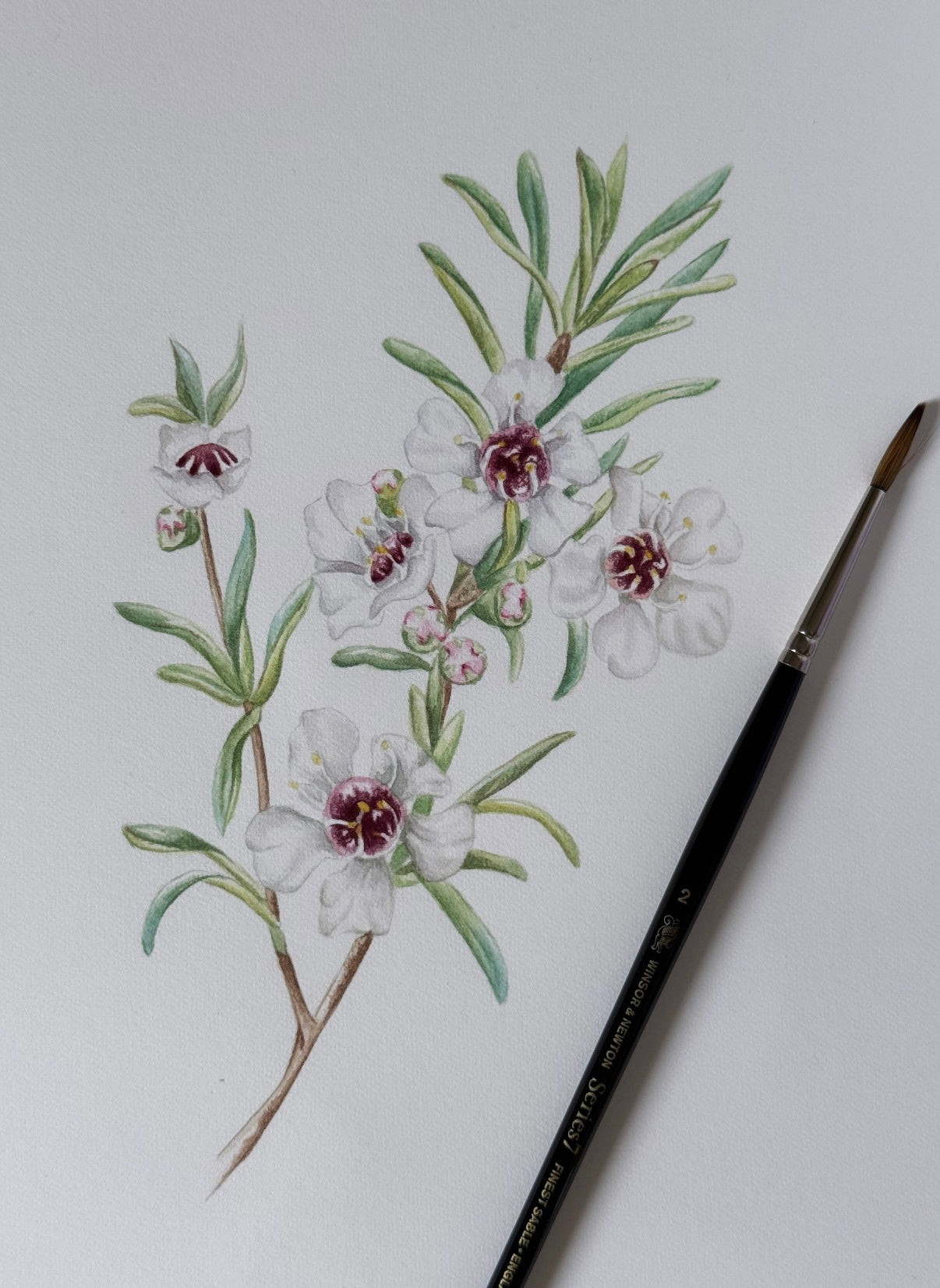 KANUKA FLOWER fine art print