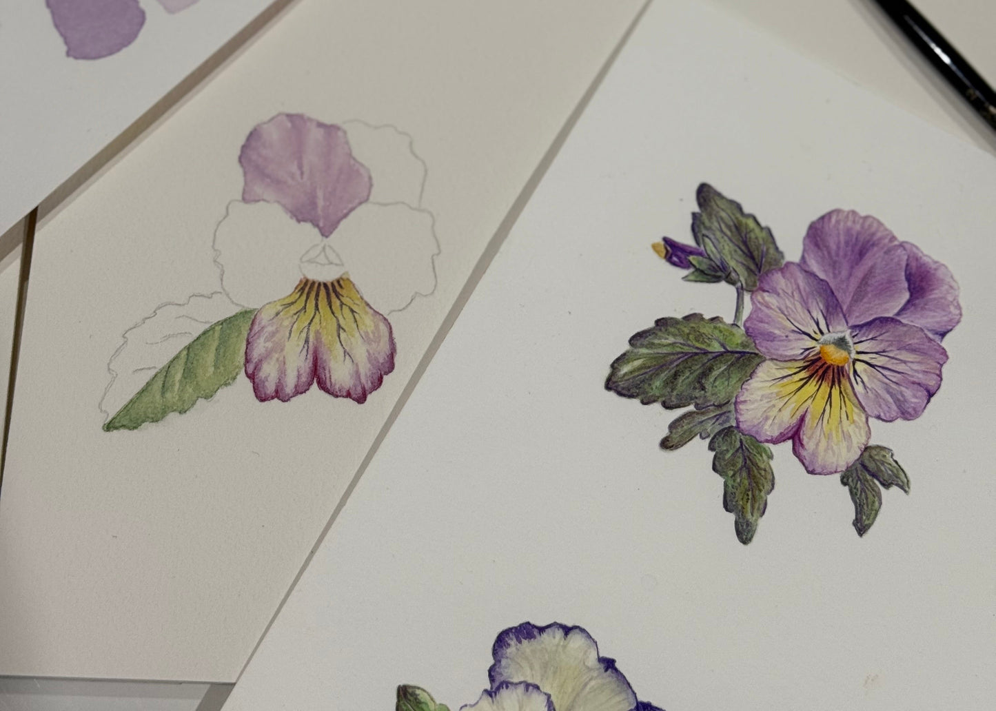 PANSY fine art Print