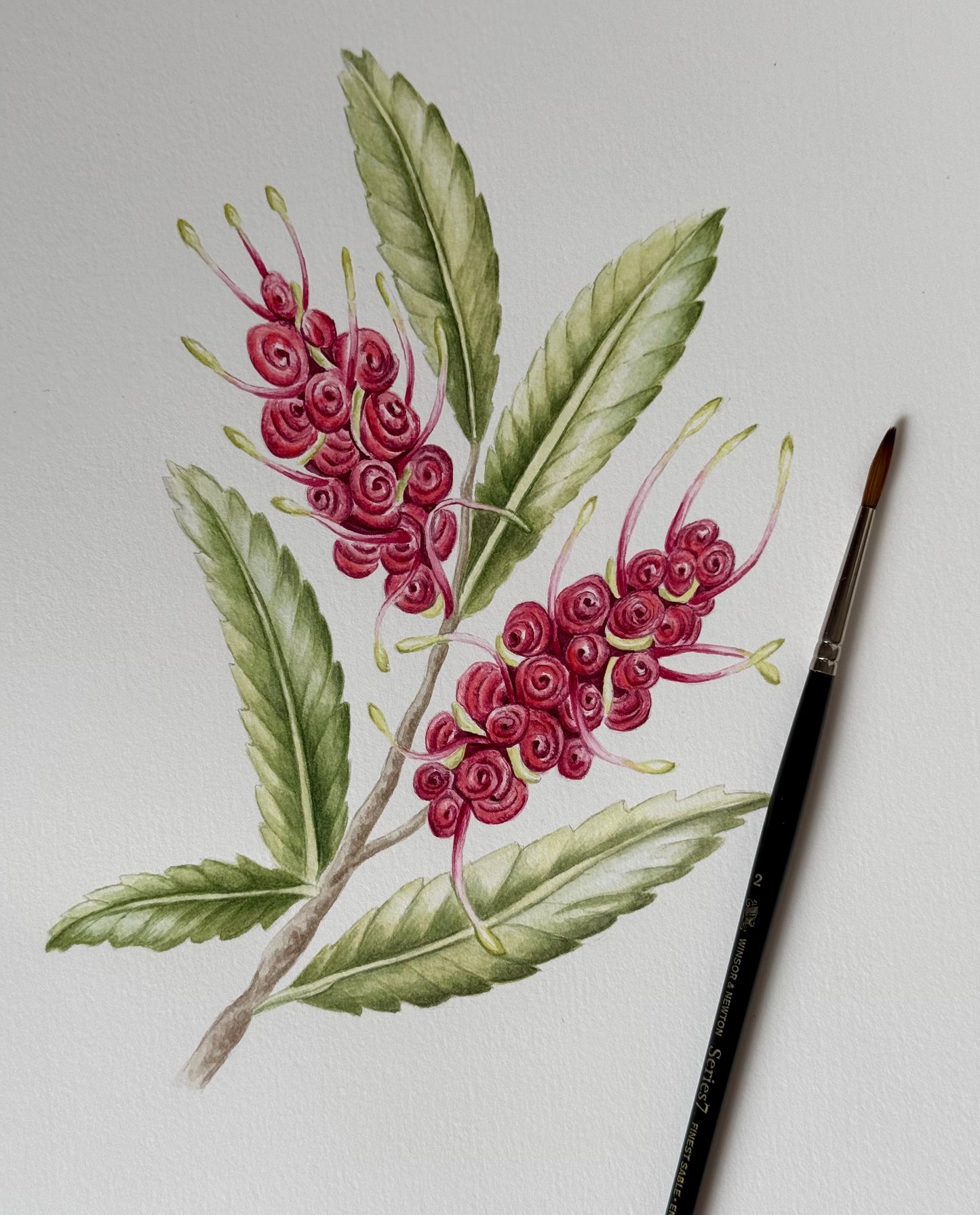 REWAREWA FLOWER fine art print