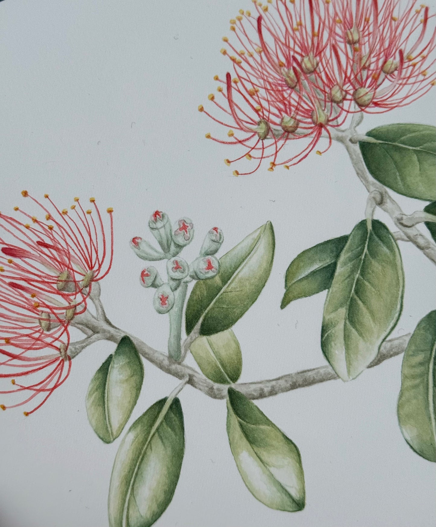 POHUTUKAWA FLOWER fine art print