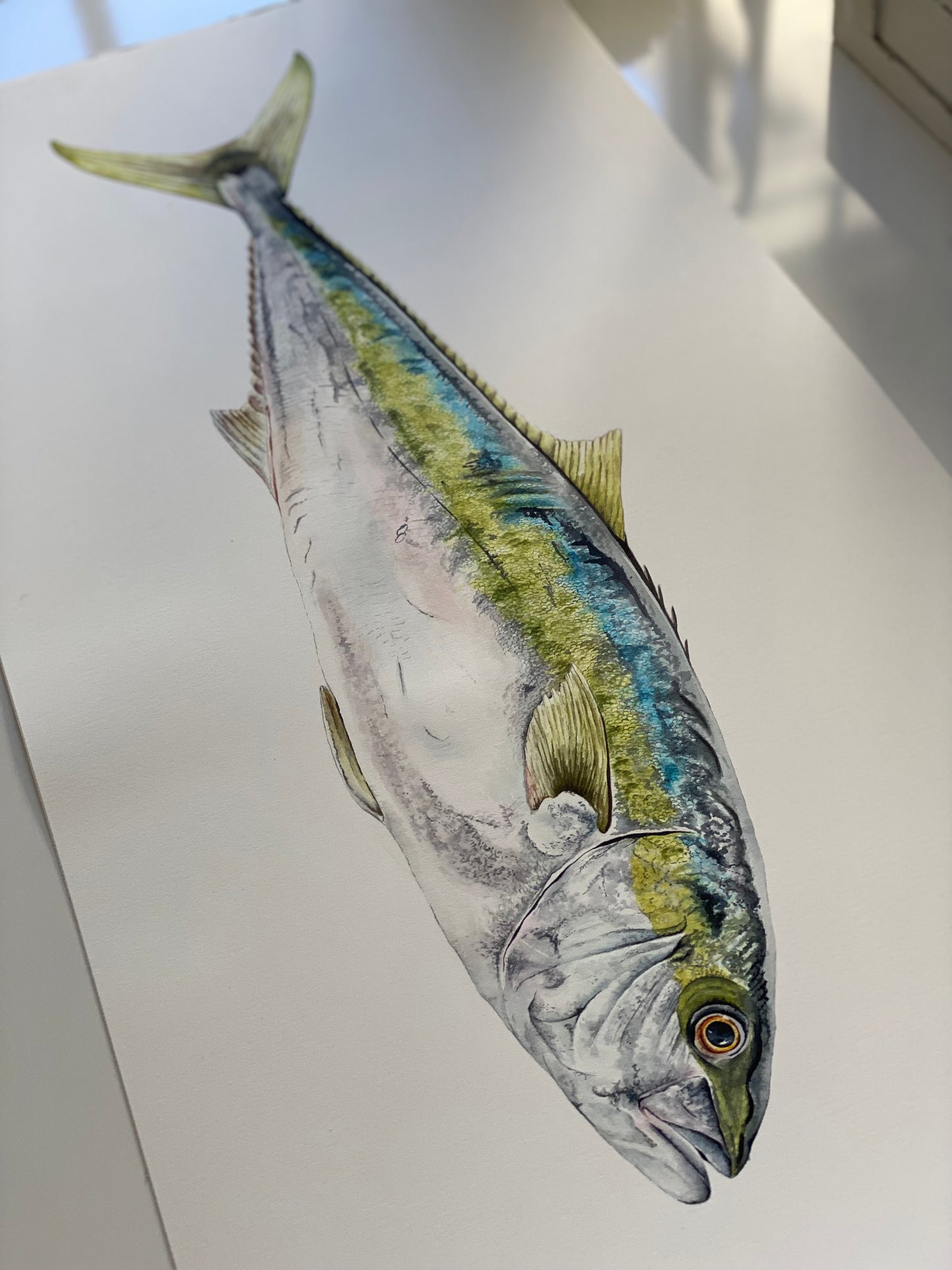 YELLOWTAIL KINGFISH fine art Print