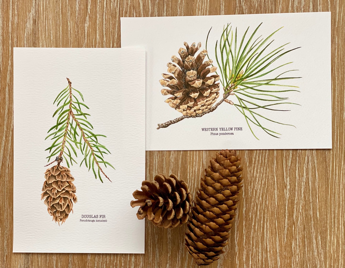 DOUGLAS FIR fine art Print