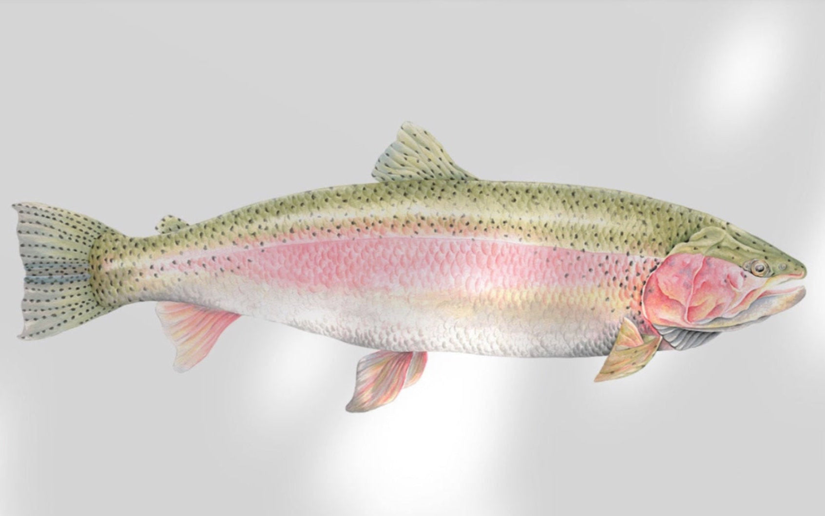 a picture of a framed rainbow trout print