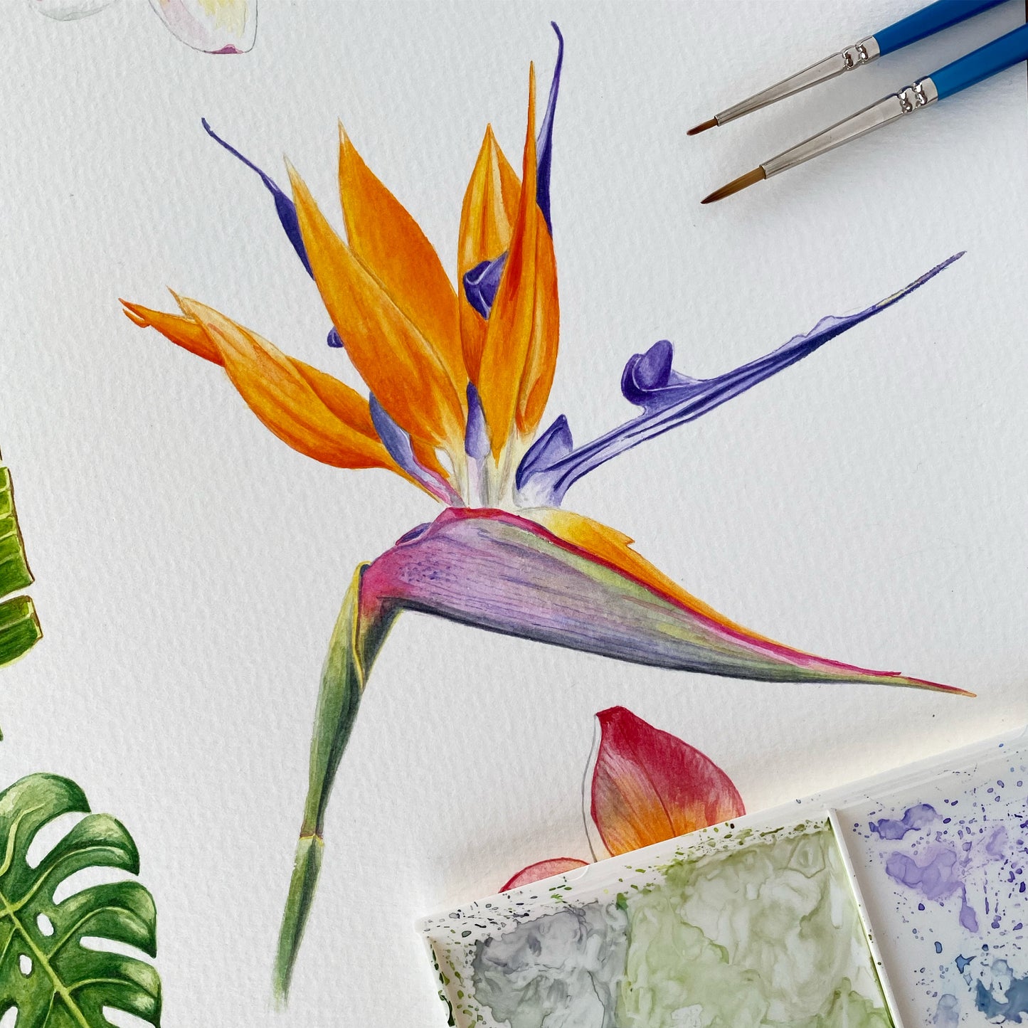 STRAELITZIA REGINAE / Bird of Paradise fine art Print