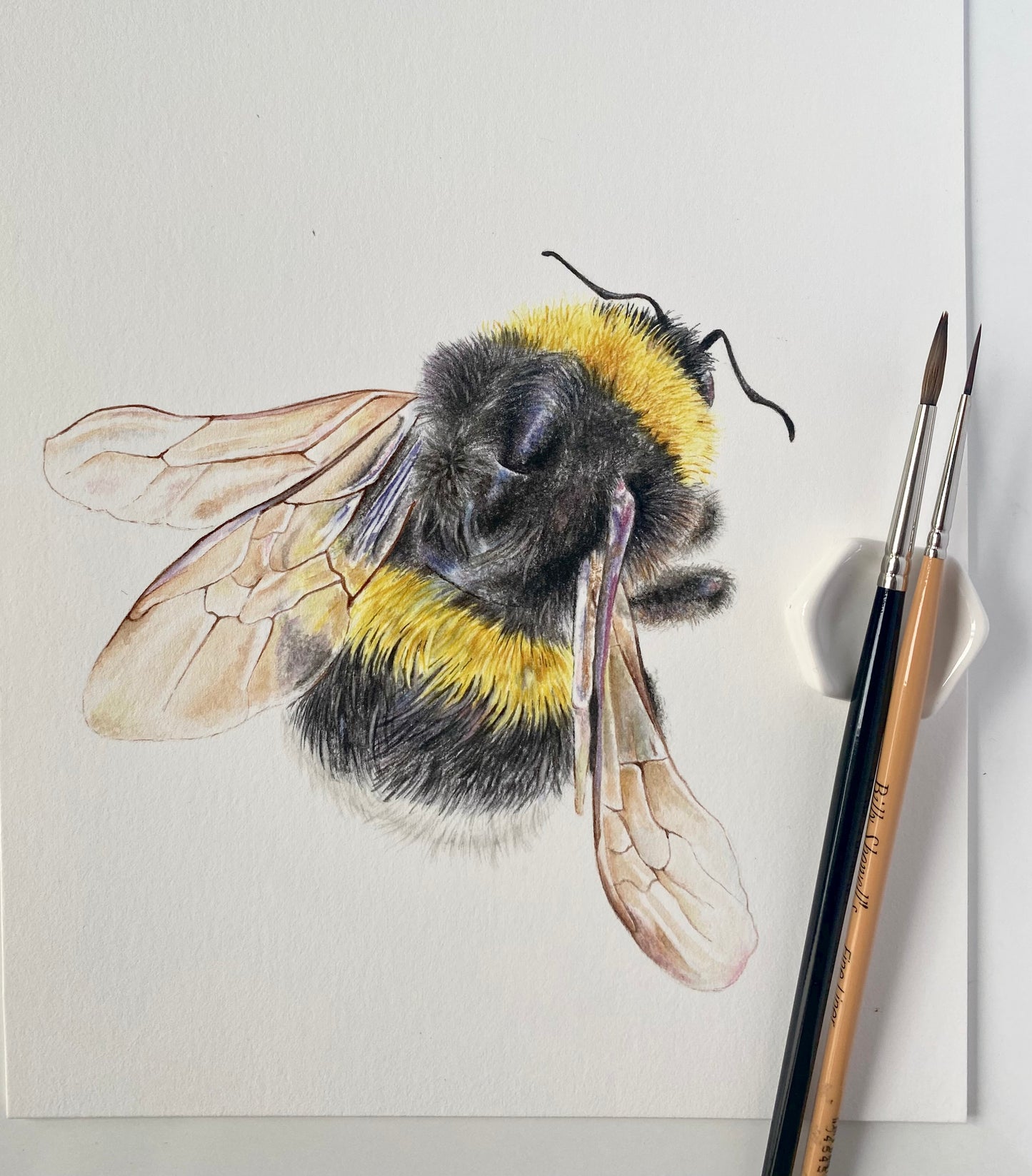 BUMBLEBEE fine art Print