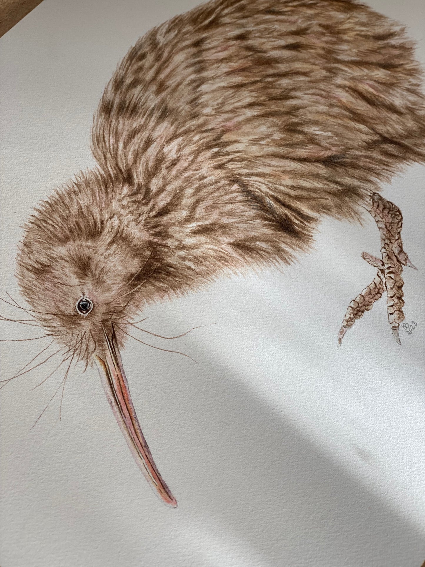 BROWN KIWI fine art Print