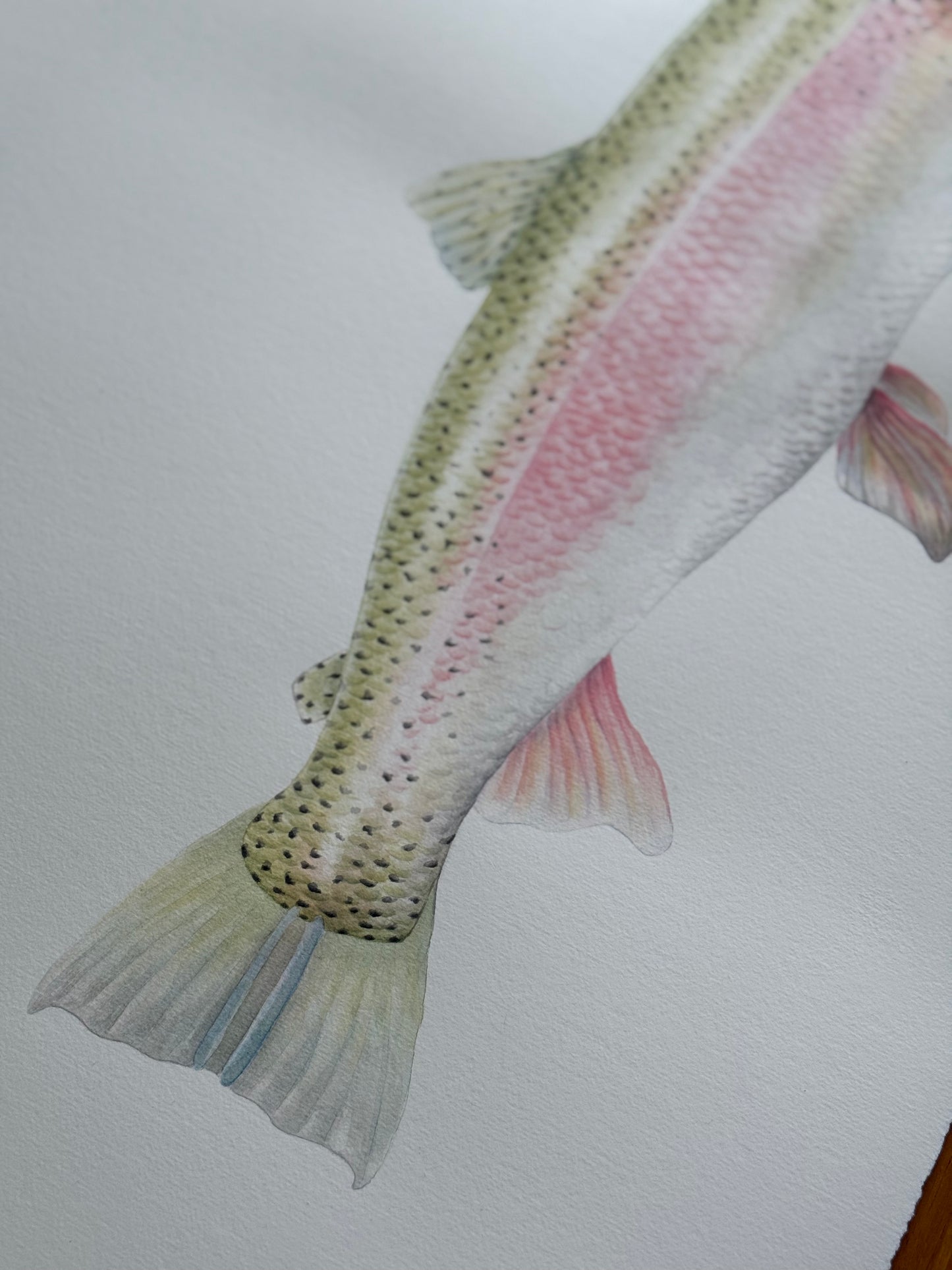 RAINBOW TROUT fine art Print