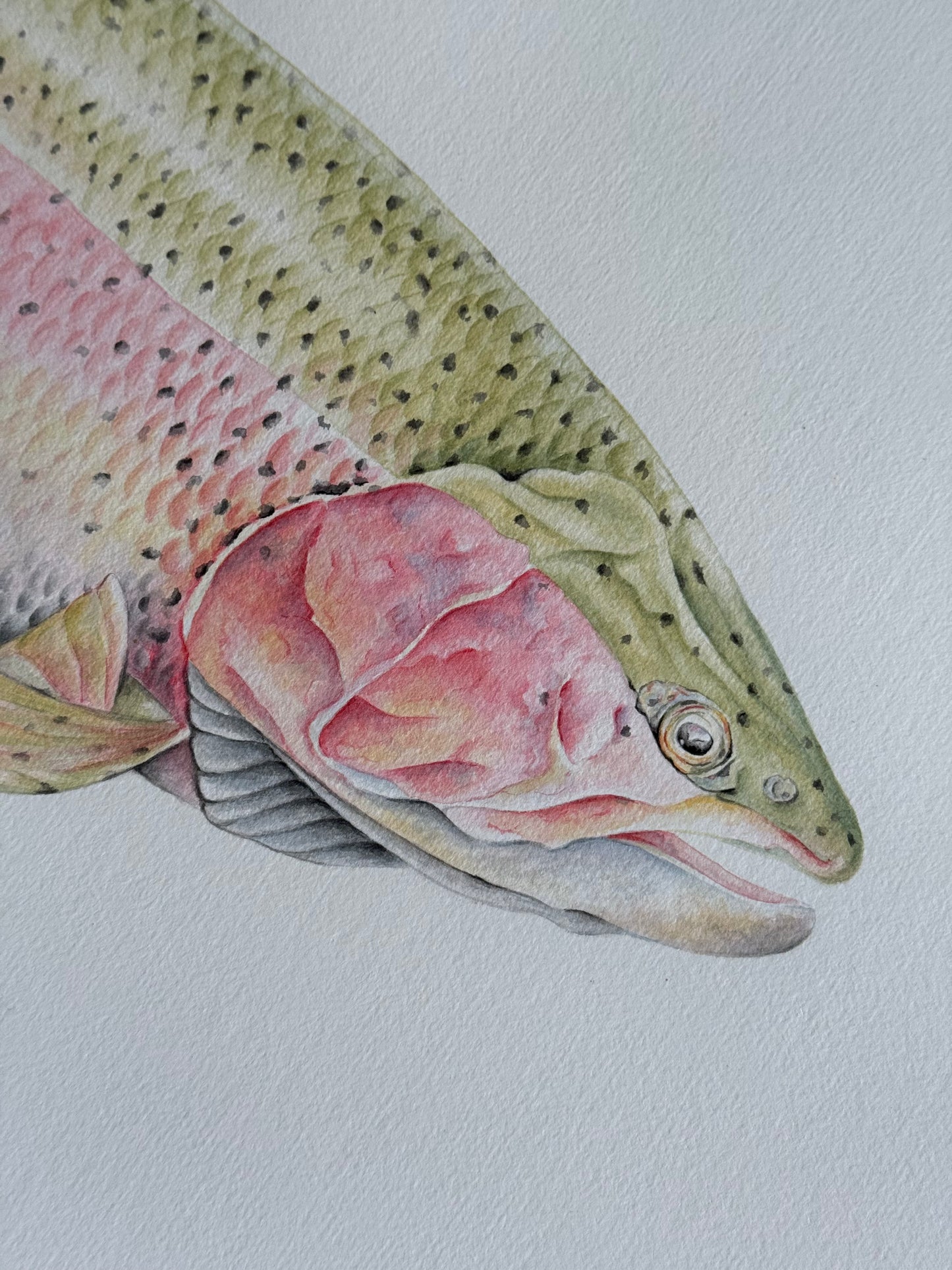 RAINBOW TROUT fine art Print