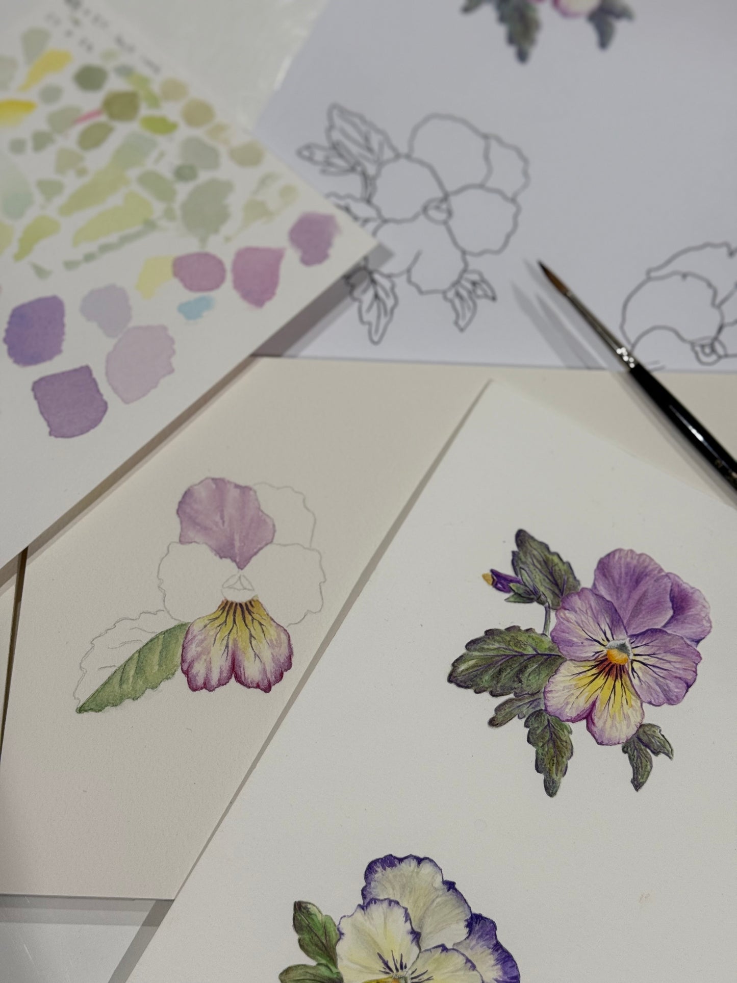 PANSY fine art Print