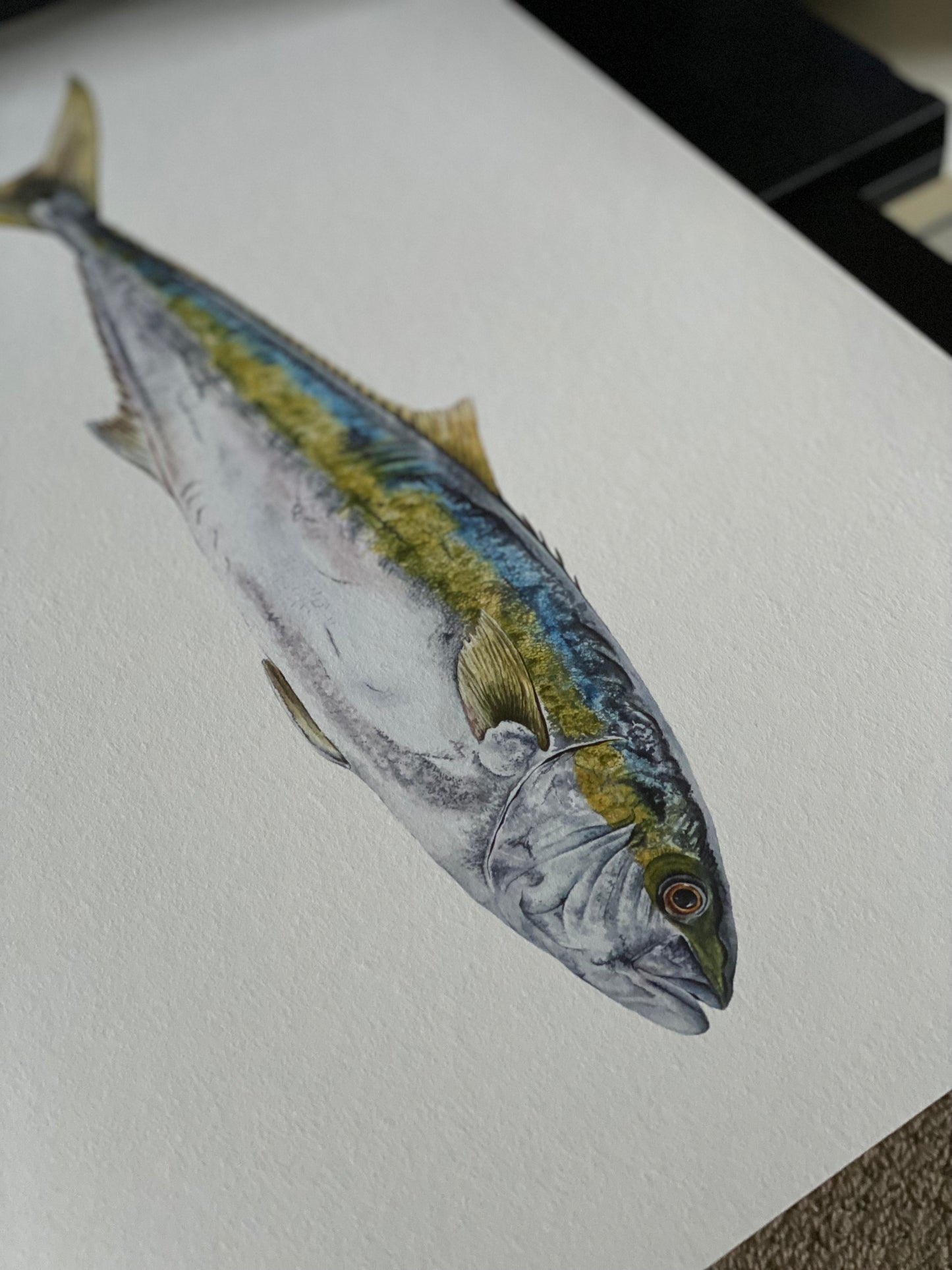 YELLOWTAIL KINGFISH fine art Print
