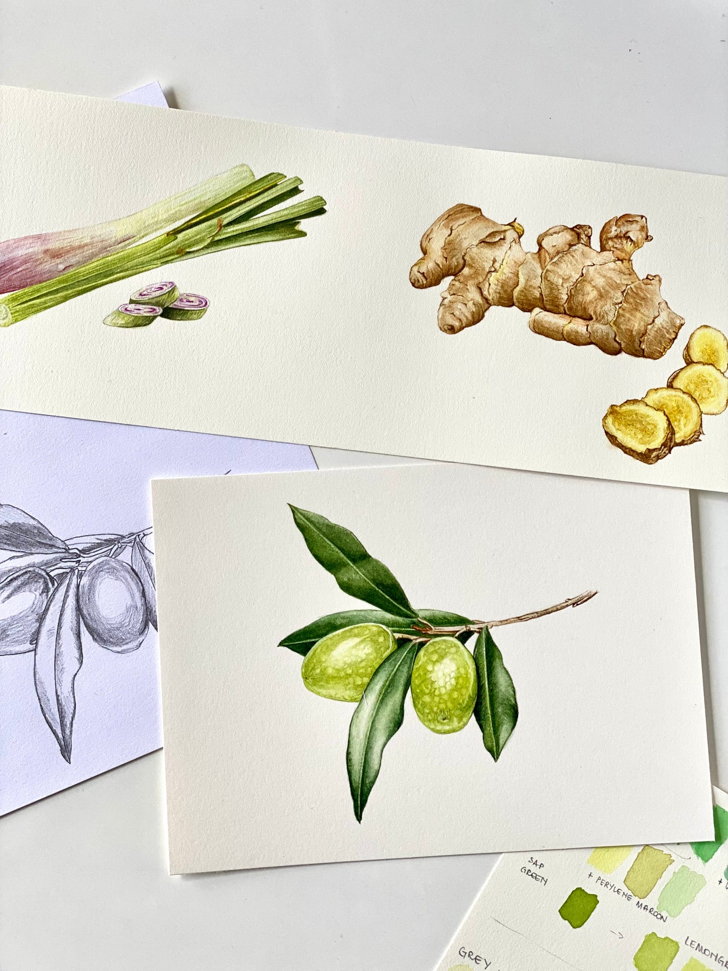 OLIVE branch fine art Print