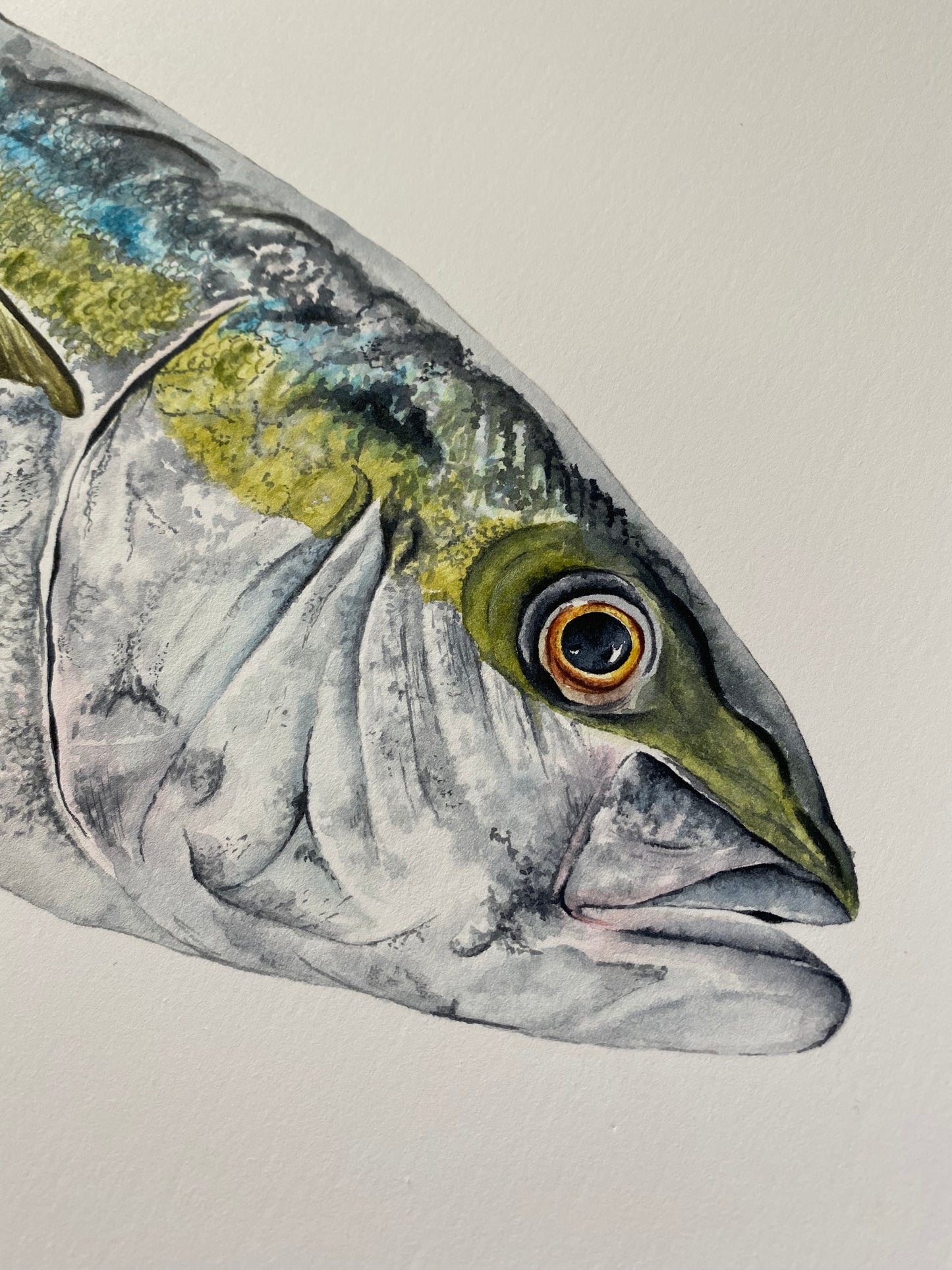 YELLOWTAIL KINGFISH fine art Print