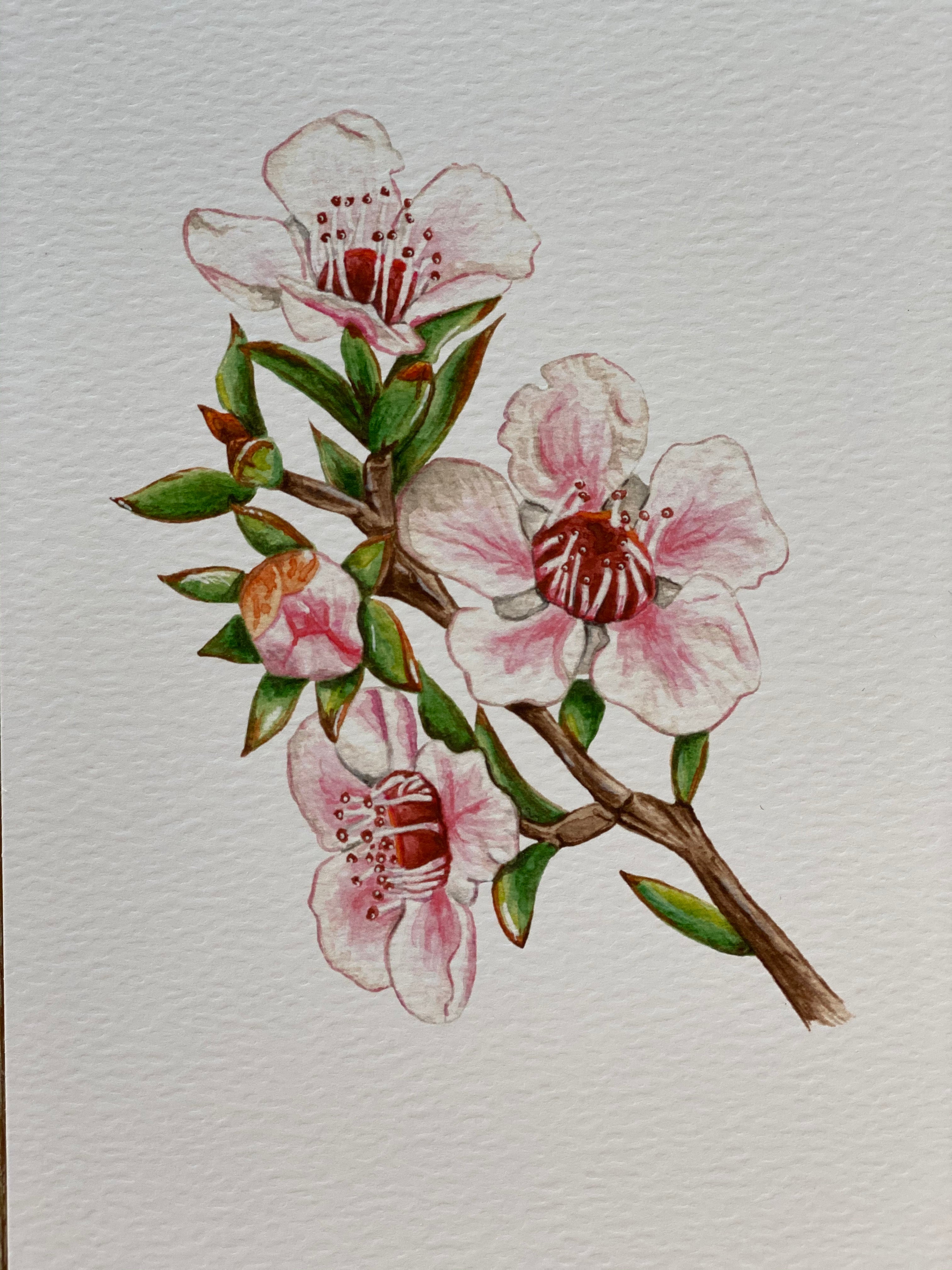 Mānuka Flower Fine Art Print | NZ Native Plant Watercolour – the