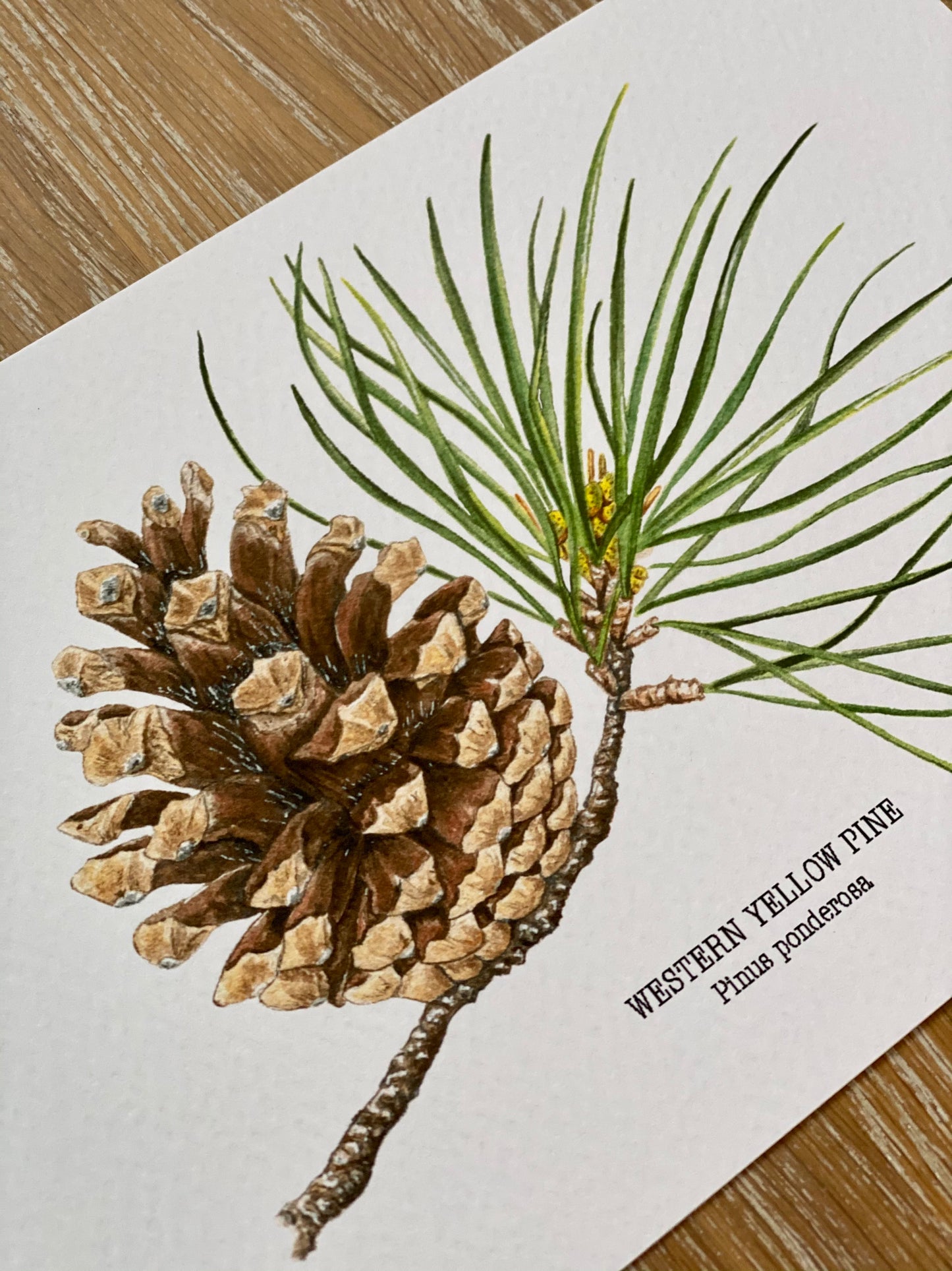 WESTERN YELLOW PINE fine art Print
