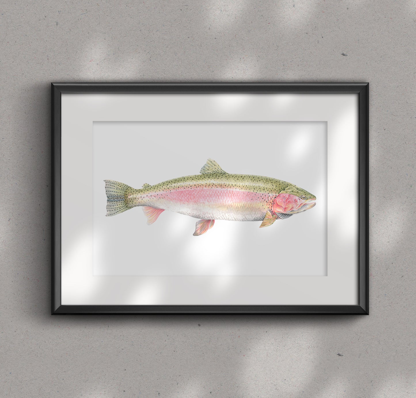 RAINBOW TROUT fine art Print