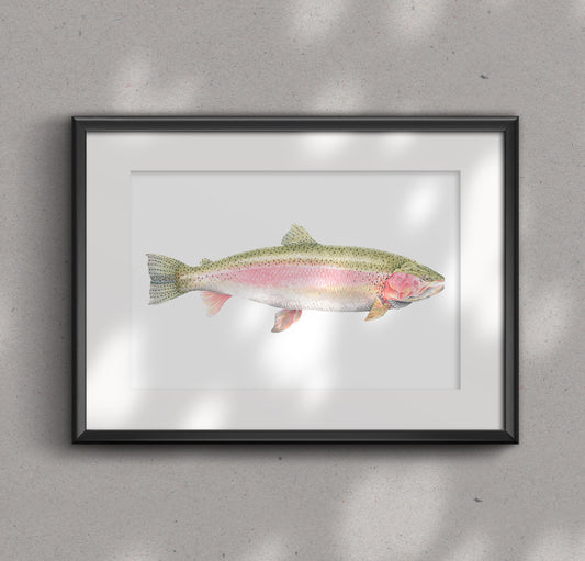 RAINBOW TROUT fine art Print